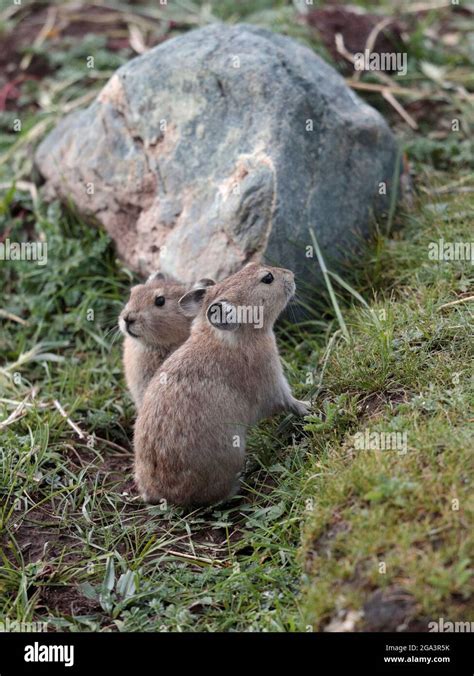 Plateau Pika Hi Res Stock Photography And Images Alamy