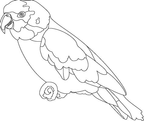 Parrot Colouring Sheet Parrot Coloring Sketch Macaw Parrots Drawing