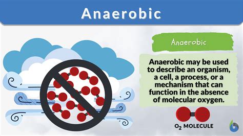 Anaerobic Definition And Examples Biology Online Dictionary