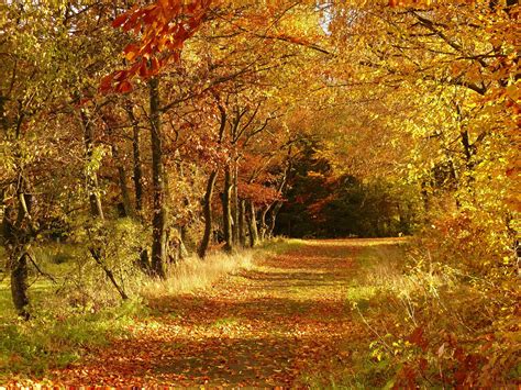 Картинки Осень Красивые Пейзажи Листопад Telegraph