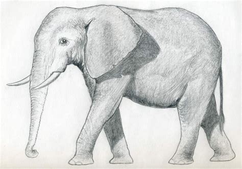How To Draw An Elephant Tutorial Elephant Drawing Pencil Drawings Of