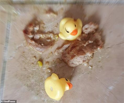 It is up to owners to help veterinarians narrow down the cause. Dog has 32 rubber ducks removed from his stomach after he ...