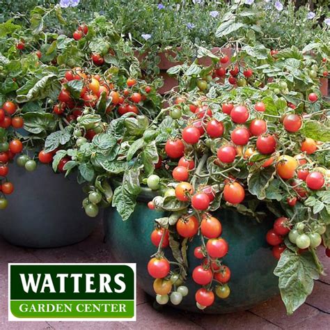 5 Tricks For Growing Better Tomatoes In Pots Watters Garden Center