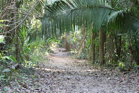 Path In The Jungle Free Stock Photo Public Domain Pictures