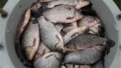 Peste Viu Pentru Repopulare Consum Satu Mare Fish Transport Id