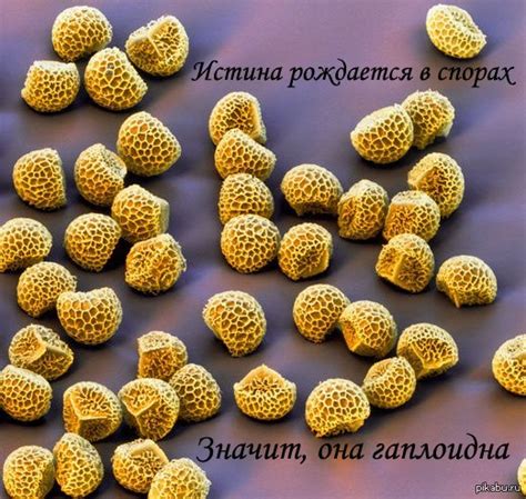 Welcome to the russian side of reddit, comrades. Трипофобия