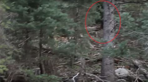 First Ufos Now Bigfoot Idaho Is Among The Top States For More