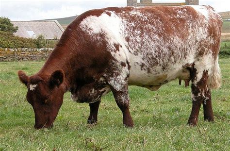 The Milking Shorthorn Is A Red Red And White Or White And Roan Color