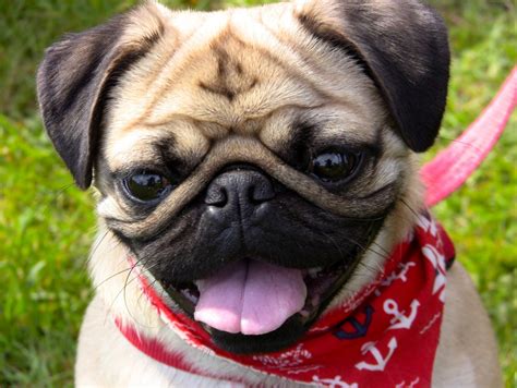 Find images of pug puppy. Pug Dog Breed - Talent Hounds