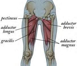 Palmar region , arteries (illustrations: Adductor cramping? - BentRider Online Forums