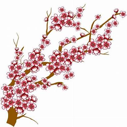 Clip Flower Sakura Blossom Cherry Tree Apple