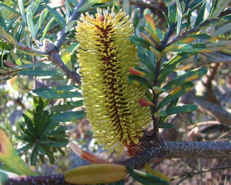 Gardensonline Banksia Marginata