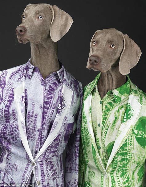 Fashionably Dressed Greyhounds Take Center Stage In New Campaign