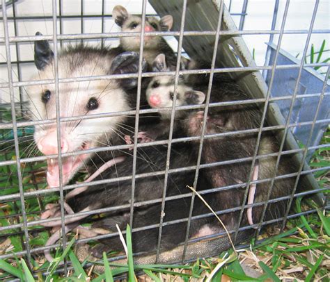 Opossum Trapping How To Trap A Possum