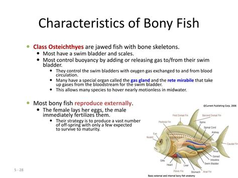 Ppt Fish Powerpoint Presentation Free Download Id3107180