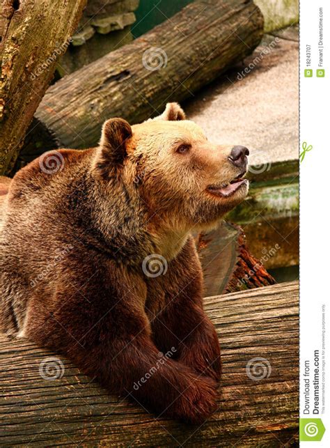 Bear Profile Stock Image Image Of Bear Large Dangerous