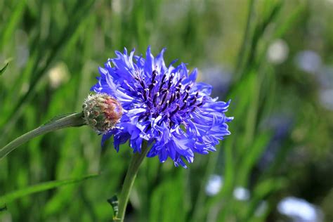 7 Plants With True Blue Flowers The English Garden