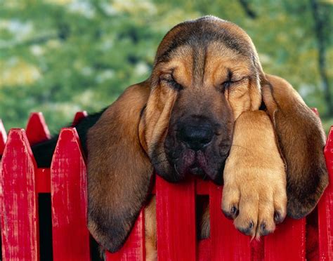 St. Hubert Hound - Dogs breeds | Pets