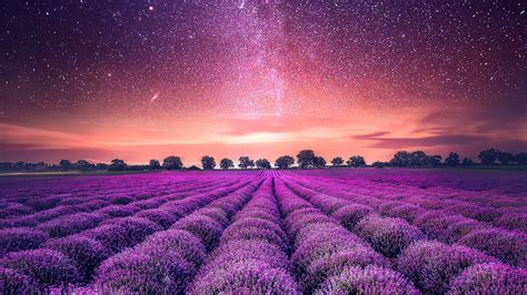 20 Best Lavender Wallpaper Aesthetic Ipad You Can Get It Without A