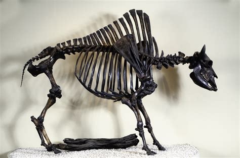 You Herd Of Bison In La Natural History Museum
