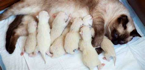 Newborn Siamese Kittens Care Growth And Development