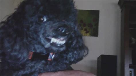 Smiling Toy Poodle Youtube