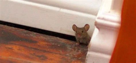 The Best Way To Get Rid Of Mice In Kitchen Foolproof Solutions