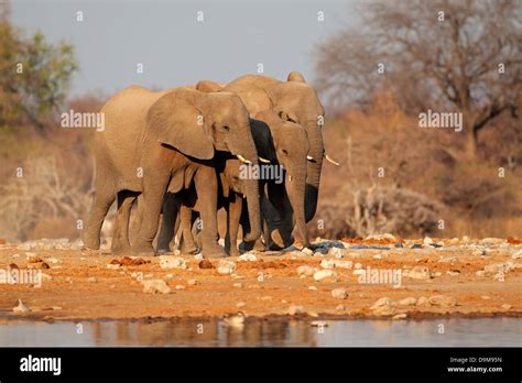 African Elephants Loxodonta Africana At A Waterhole Etosha National