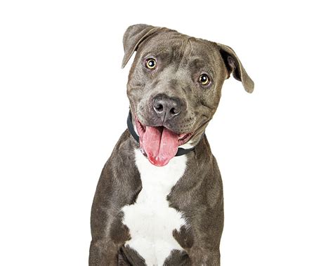 Happy Friendly Smiling Pit Bull Dog Photograph By Good Focused Fine