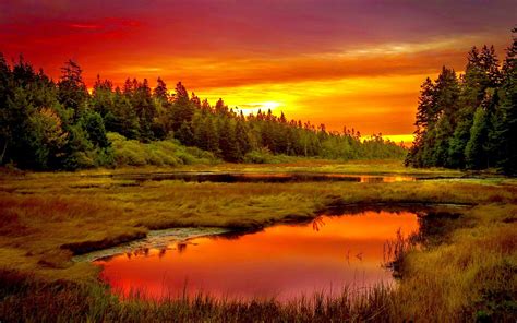 Summer Meadow Sunset Sunset Forest Landscape Lake Sunset