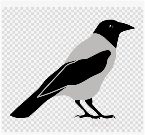Magpie Clipart Free 10 Free Cliparts Download Images On Clipground 2024