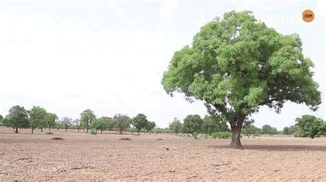 Mali Farmers Postpone The Cultivation Cotton En