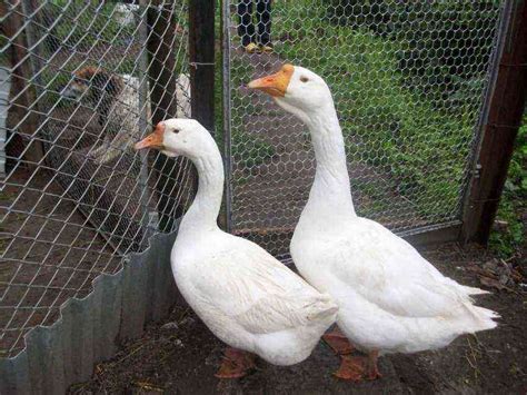How To Determine The Sex Of A Goose And A Goose ⋆ 👨‍🌾 Farmer Online ⋆