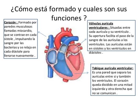 Función Del Corazón En El Sistema Circulatorio Cuerpo Humano