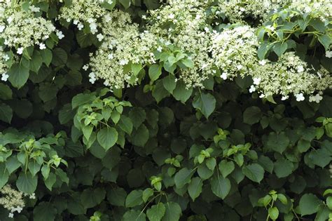 Climbing Hydrangea Care And Growing Tips Uk