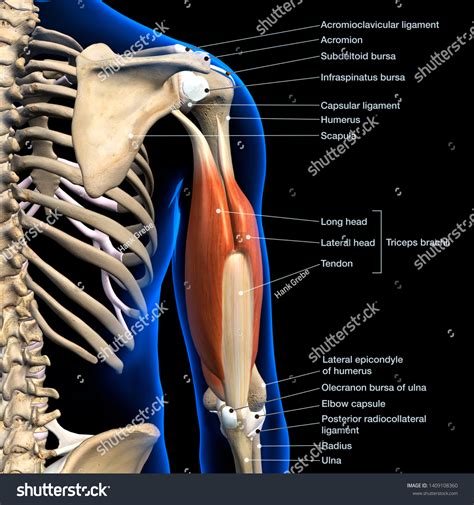 Labeled Anatomy Chart Male Triceps Muscles Stock Illustration
