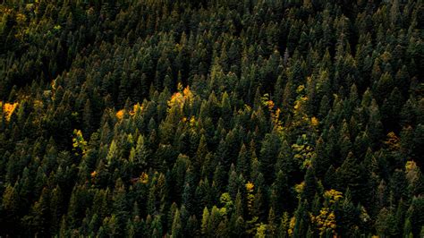 Forest Trees Aerial View Autumn Sky 4k Hd Wallpaper