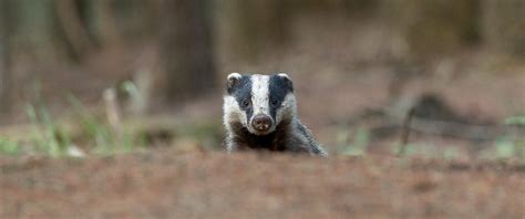 Judicial Review Of Northern Ireland Badger Cull Wild Justice