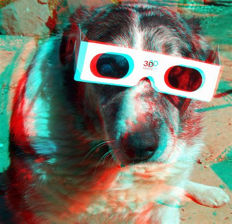 3d Dog 3d Anaglyph Red Blue Or Cyan Glasses To View A Photo On