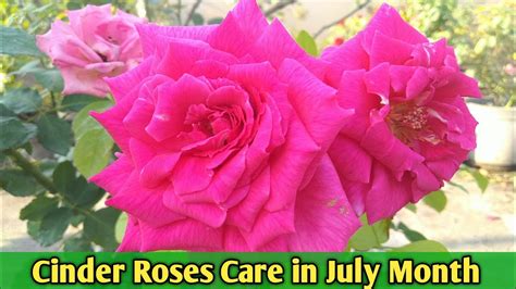 Cinder Media में लगे Rose Care In July Month How To Care Roses In