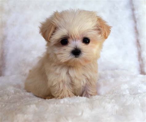 Los 20 Mini Perros Más Adorables Que Verás Hoy Small Joys