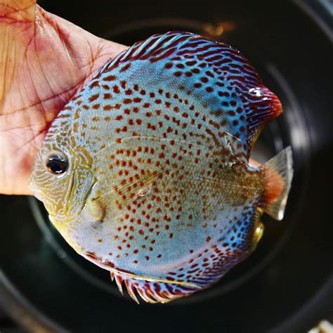 Blue Spotted Snakeskin Discus