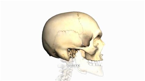 Skull Tutorial 3 Sutures Of The Skull Anatomy Tutorial Youtube