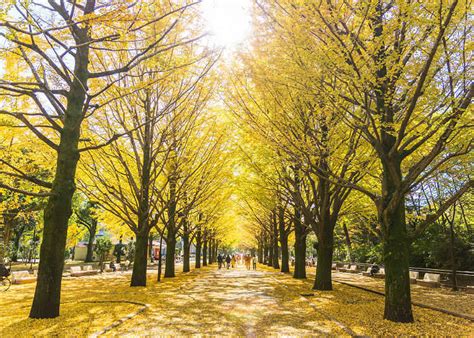 Hutannya ditutup dengan daun berwarna, dan kekwa mekar di taman dan taman. Empat musim - LIVE JAPAN (Jepun Travel dan Pelancongan dan ...