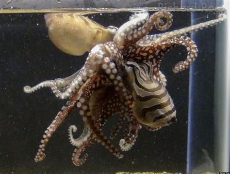 Kissing Octopus Unveiled For The First Time At The California Academy