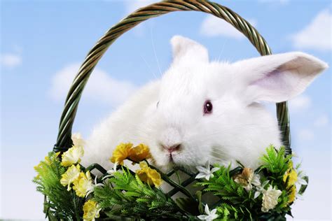 Rabbits Wicker Basket Animals Rabbit Easter Wallpapers Hd