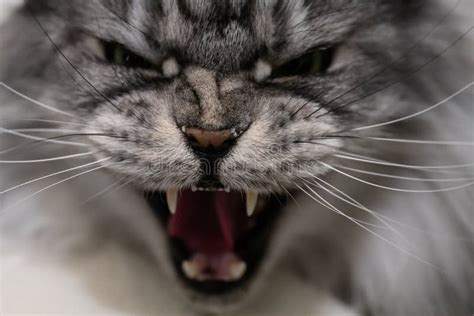 Aggressive Angry Cat Stock Image Image Of Mammal Cute 188755503