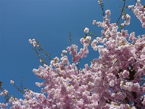 Bildet Gren Blomstre Anlegg Himmel Blomst Vår Botanikk Flora
