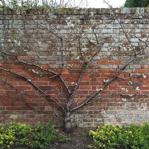 Tree Trained Against Brick Wall Mapledurham House Brick Wall Brick