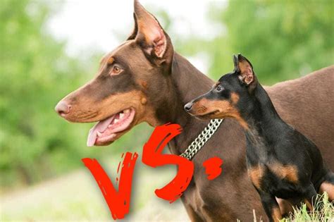 More images for how much is a mini doberman pinscher » Doberman vs. Miniature Pinscher: What's the Difference ...